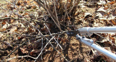 Jak prořezávat angrešt na podzim? Druhy a pravidla prořezávání